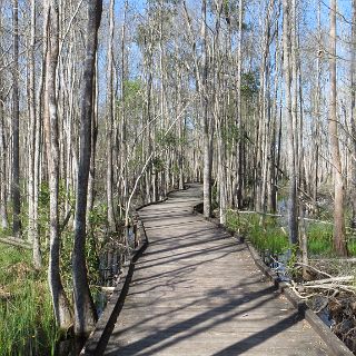 Okefenokee relections : Camping, Okefenokee trip