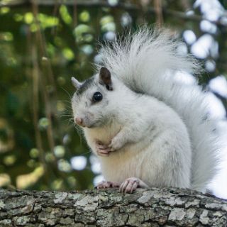 White Squrrels are prevalent in the park. : Ochlockonee trip