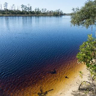 Black water of the Ochlockonee : Ochlockonee trip