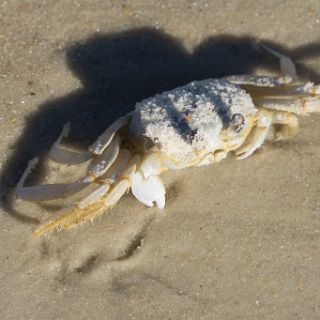 Sand crab that has seen better days : Ochlockonee trip