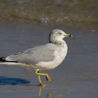 Beach wildlife : Ochlockonee trip