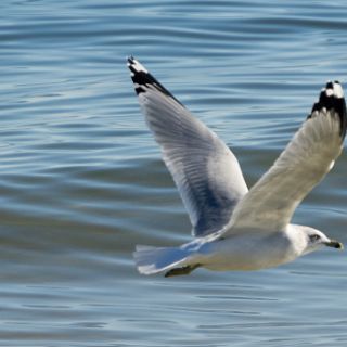 Beach wildlife : Ochlockonee trip