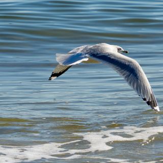 Beach wildlife : Ochlockonee trip