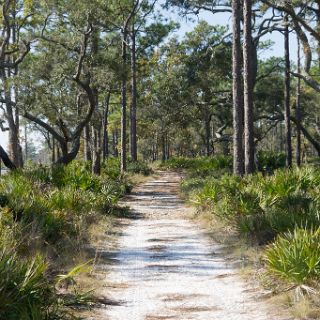 Nature  walk : Ochlockonee trip