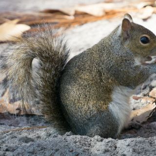 Nature  walk : Ochlockonee trip