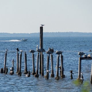 St. Marks Lighthouse : Ochlockonee trip