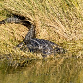 Gator St. Marks Lighthouse : Ochlockonee trip