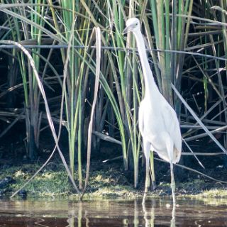 A Canoe trail journey : Ochlockonee trip