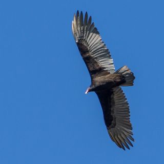 A Canoe trail journey - He's keeping a close eye on us! : Ochlockonee trip, bird, buzzard