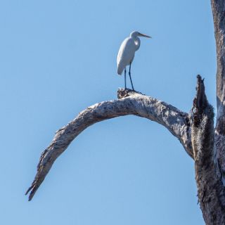 A Canoe trail journey : Ochlockonee trip