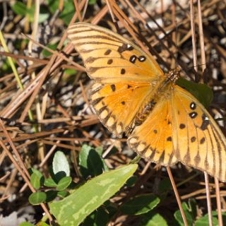 A Canoe trail journey : Ochlockonee trip, butterfly