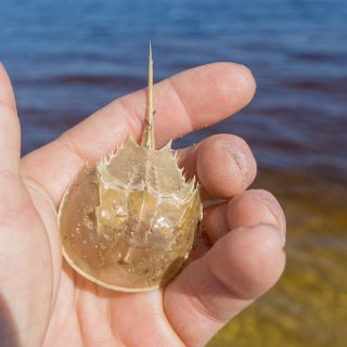 Hanging out at Bald Point State Park. A horseshoe crab. : Ochlockonee trip, beach