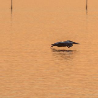 Wrapping  it up with one more sunset at Aligator Harbor. : Ochlockonee trip