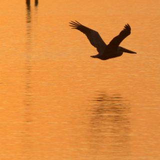 Wrapping  it up with one more sunset at Aligator Harbor. : Ochlockonee trip