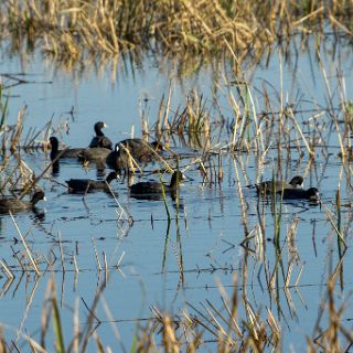 Images along the Georgia salt marshes : Camping, Riding, Touring