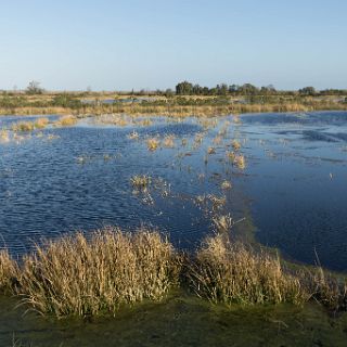 Images along the Georgia salt marshes : Camping, Riding, Touring