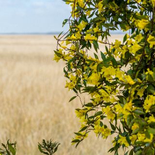 Trails of Fort McAllister : Camping, Riding, Touring