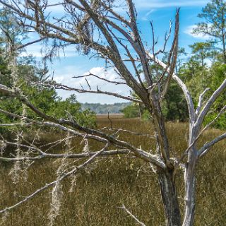 Trails of Fort McAllister : Camping, Riding, Touring