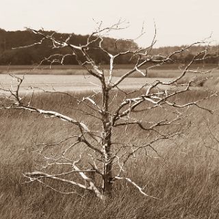 Trails of Fort McAllister : Camping, Riding, Touring