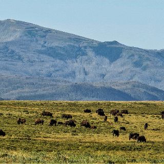 Heading home. Blackfeet indian bison ranch. : Touring