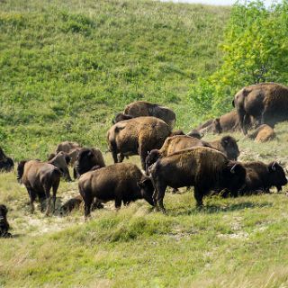 Bison waller, Theodore Roosevelt National Park, North Dakota : Touring